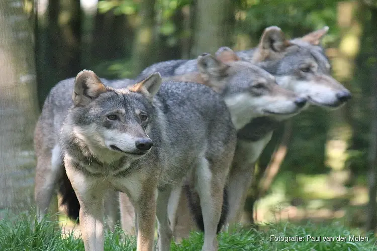 Extra subsidie voor wolfwerende rasters