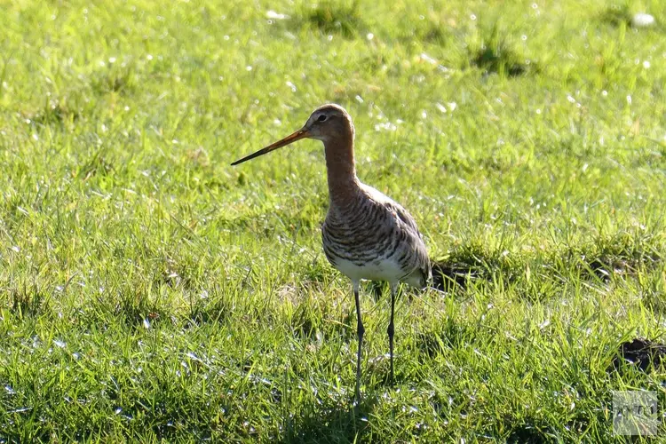 Subsidie voor behoud en herstel van boerenlandvogels